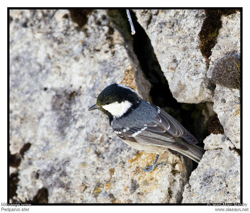 Mésange noire, identification