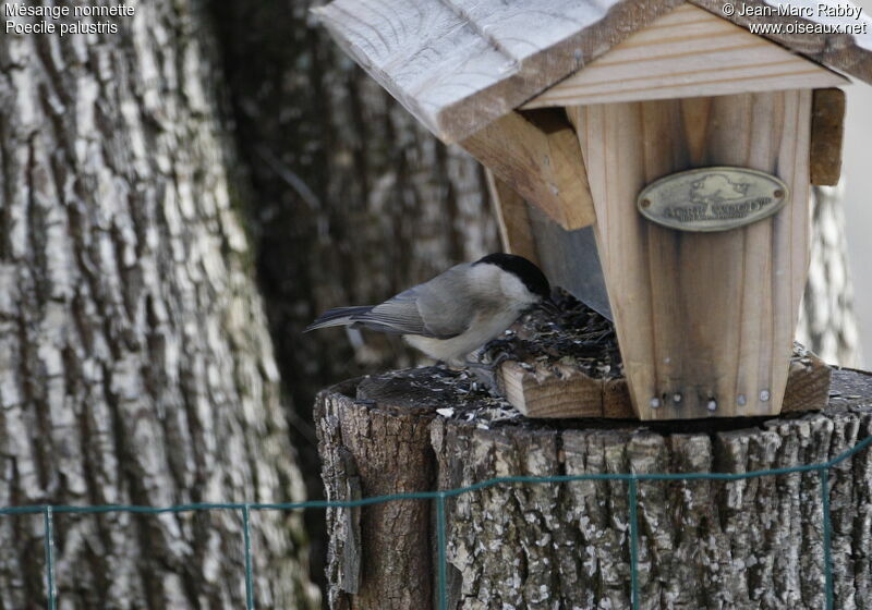 Mésange nonnette, identification