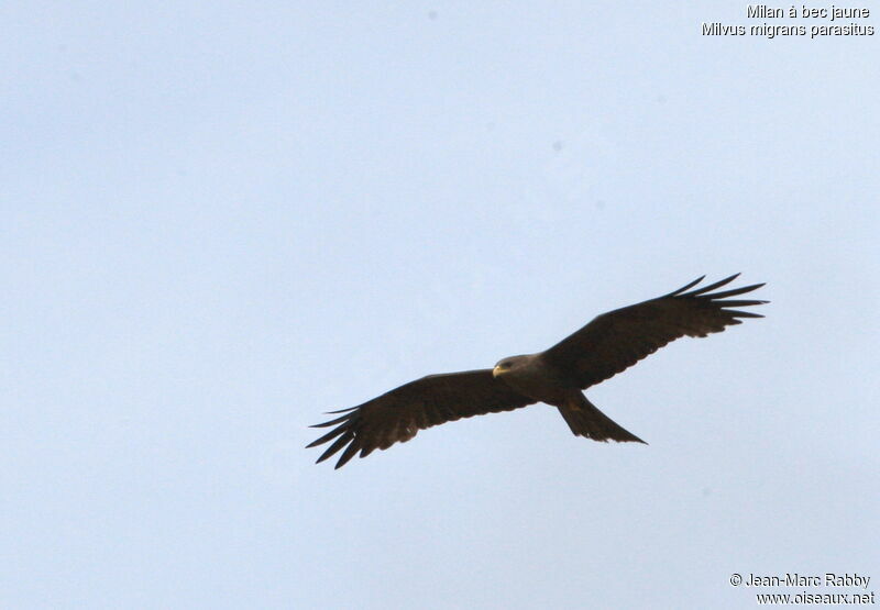 Yellow-billed Kite