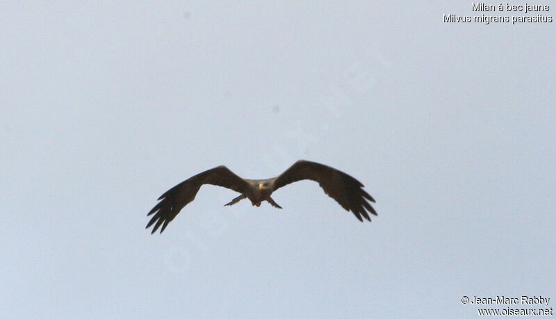 Yellow-billed Kite