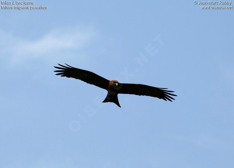 Yellow-billed Kite, identification, song