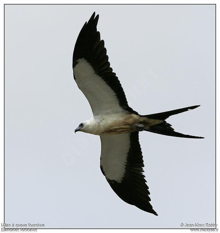 Swallow-tailed Kite, Flight