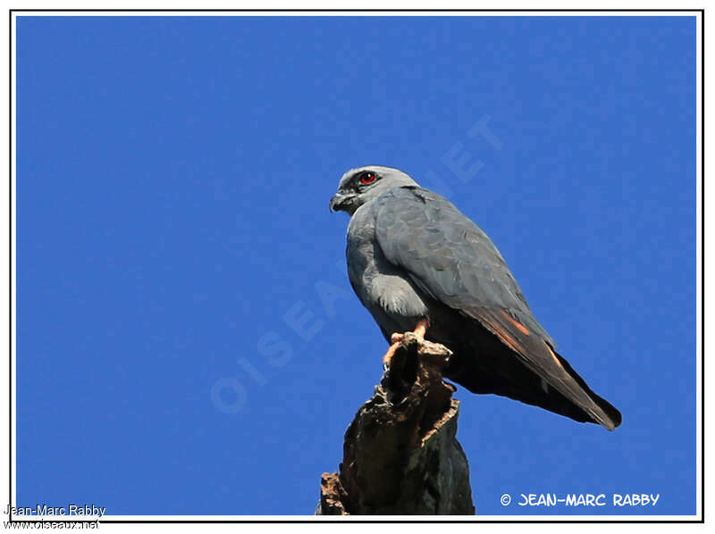 Plumbeous Kiteadult, identification