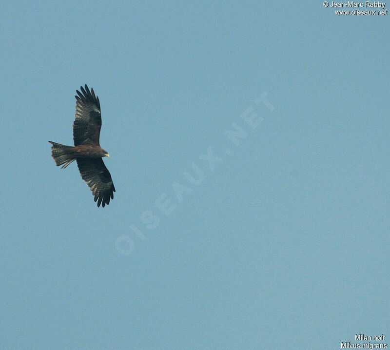 Black Kite