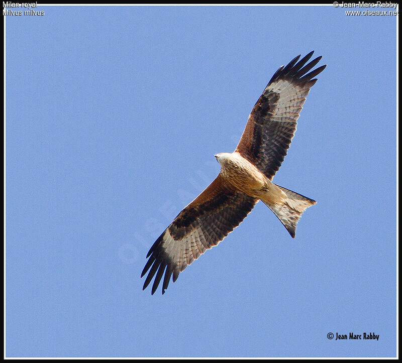 Red Kite, Flight