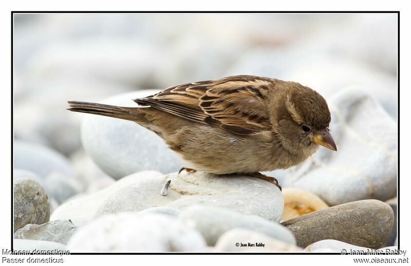 House Sparrow, identification