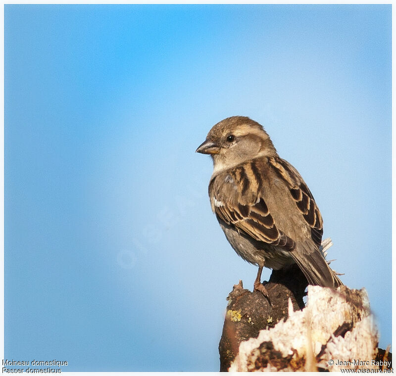 Moineau domestique, identification