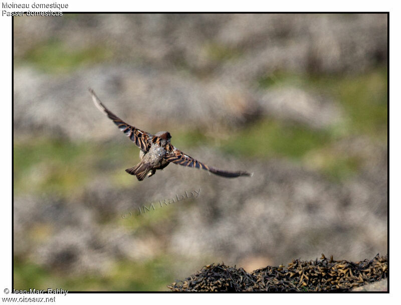 House Sparrow, Flight