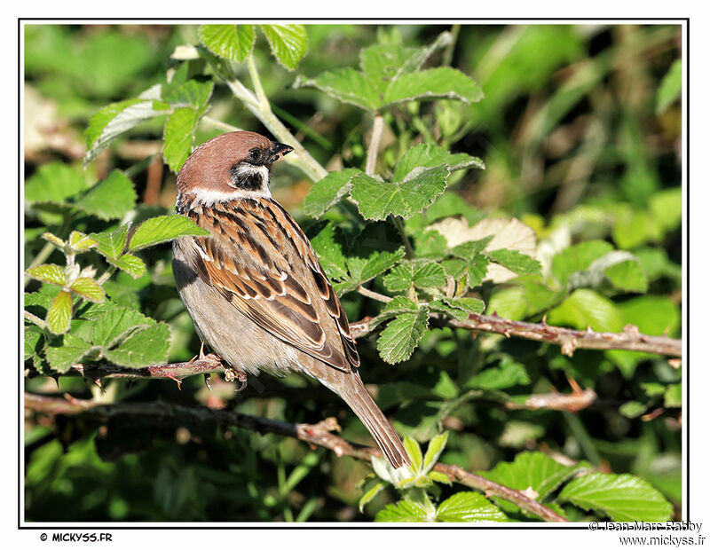 Moineau friquet, identification