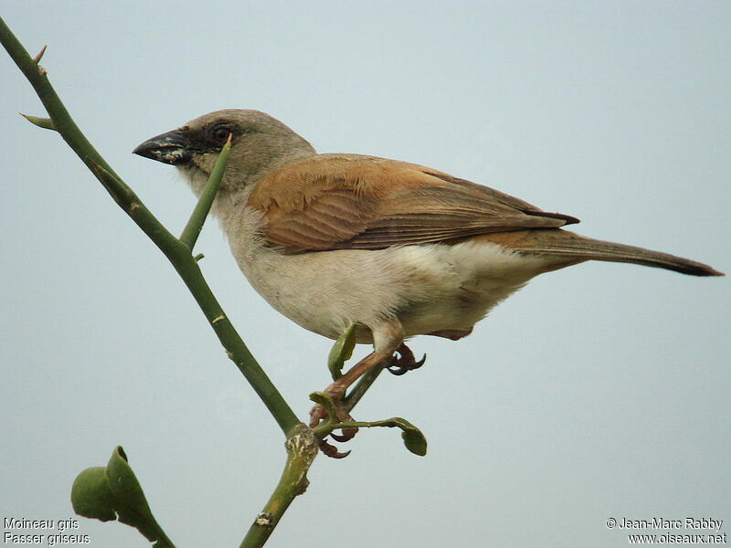 Northern Grey-headed Sparrow