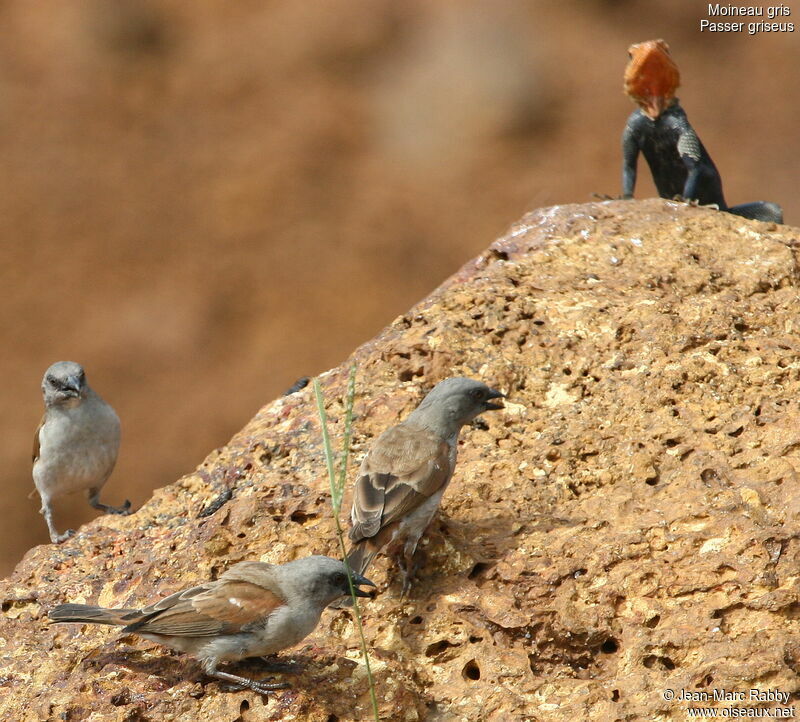 Northern Grey-headed Sparrow