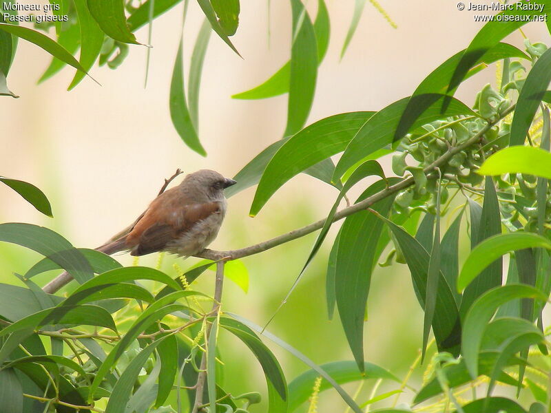 Moineau gris, identification