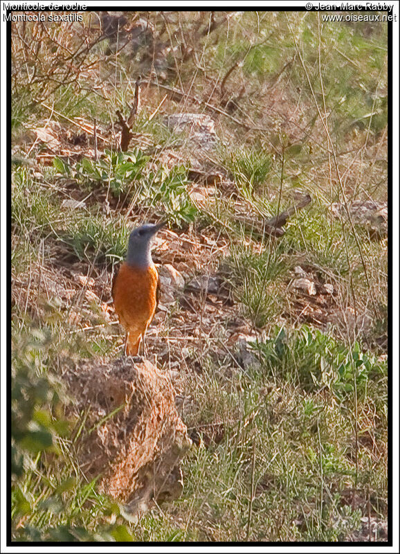 Monticole de roche, identification