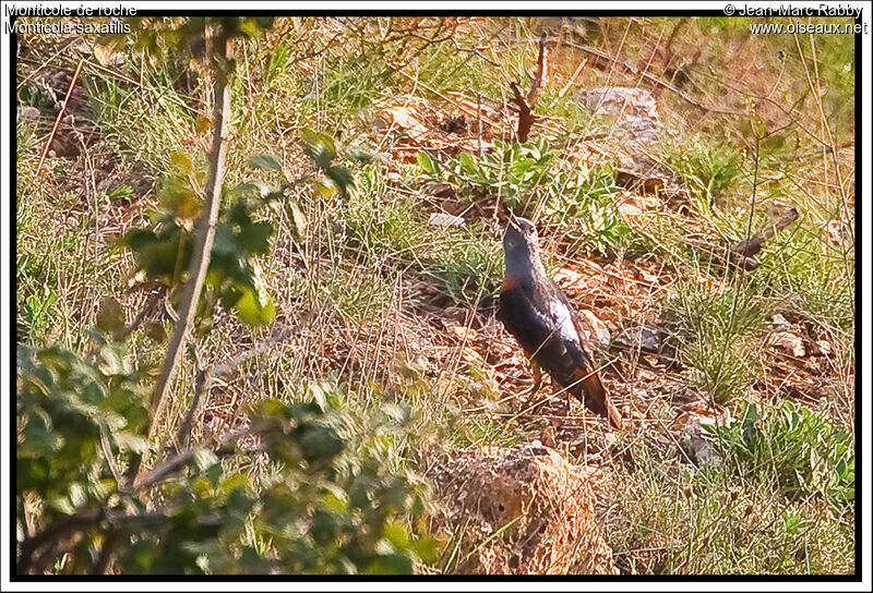 Common Rock Thrush, identification