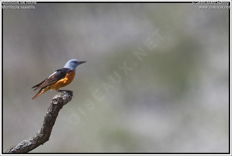 Common Rock Thrush male, identification