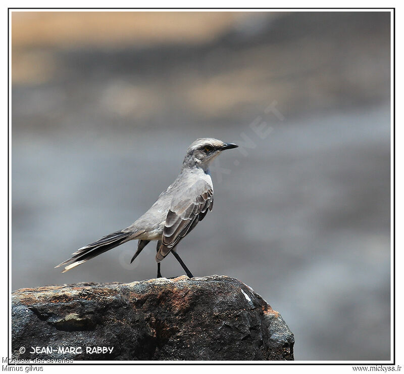 Tropical Mockingbird, identification