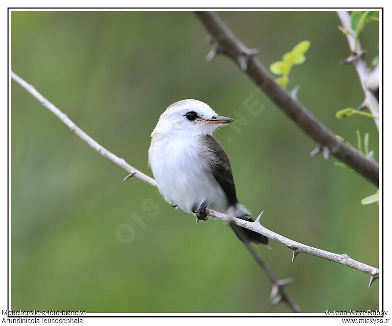 White-headed Marsh Tyrant female, identification