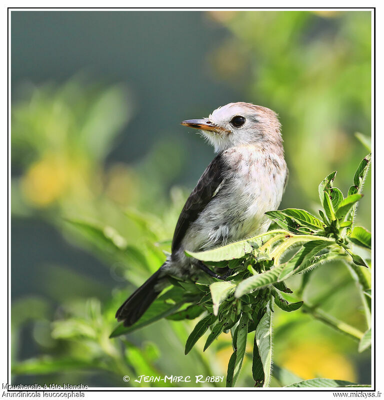 White-headed Marsh Tyrant male, identification