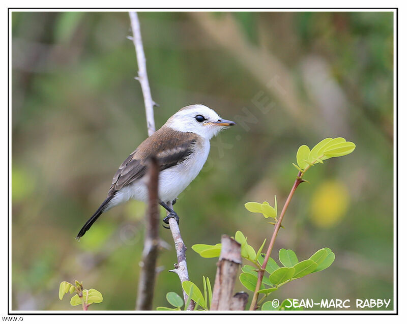 White-headed Marsh Tyrant female, identification