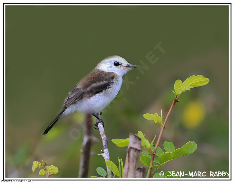 White-headed Marsh Tyrant female, identification