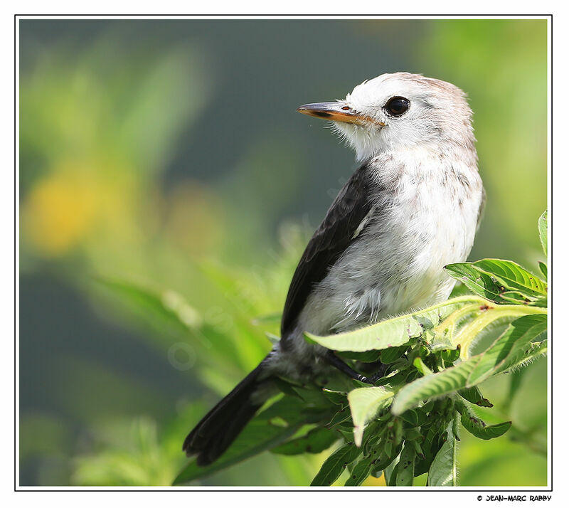 White-headed Marsh Tyrant male, identification