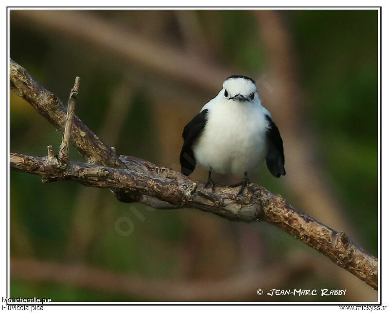 Pied Water Tyrant, identification