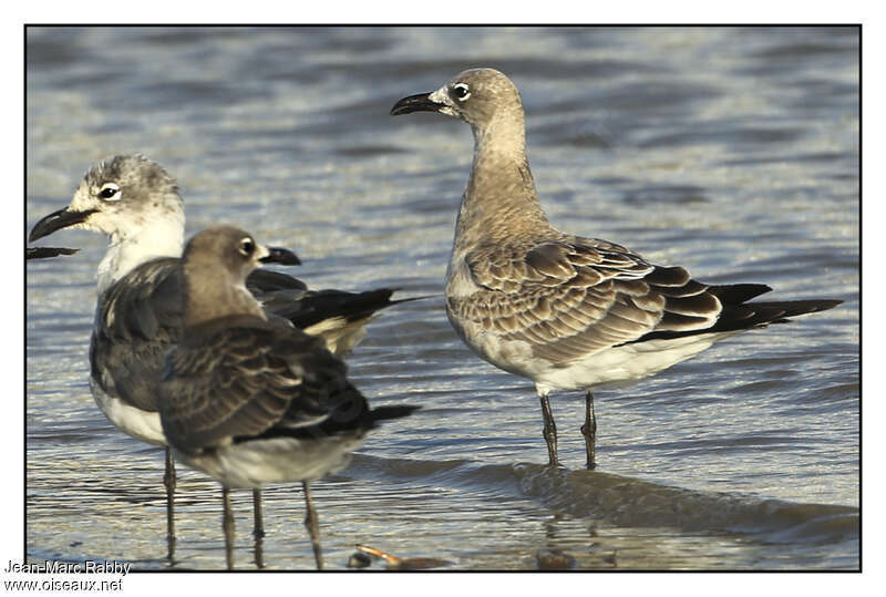 Mouette atricillejuvénile, identification