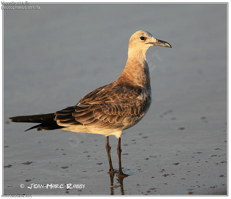 Laughing Gull, identification