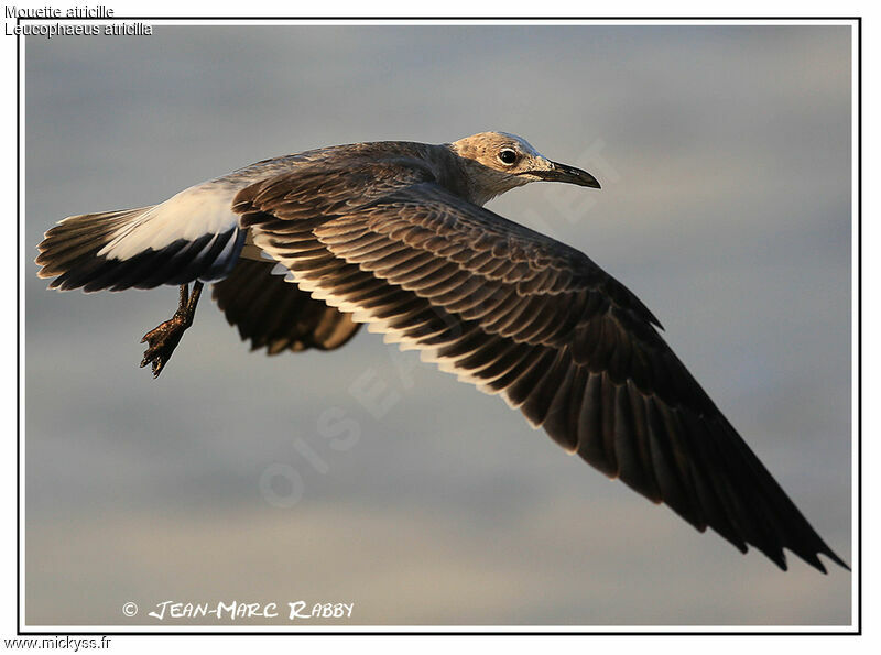 Laughing Gull, identification