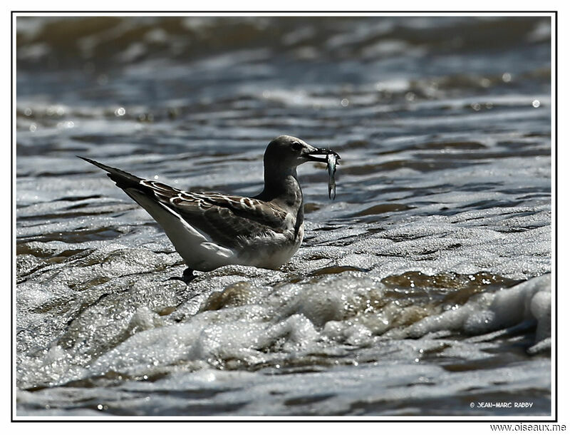 Laughing Gull, identification