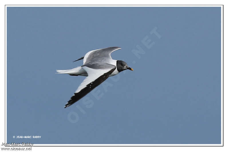 Mouette de Sabineadulte transition, Vol