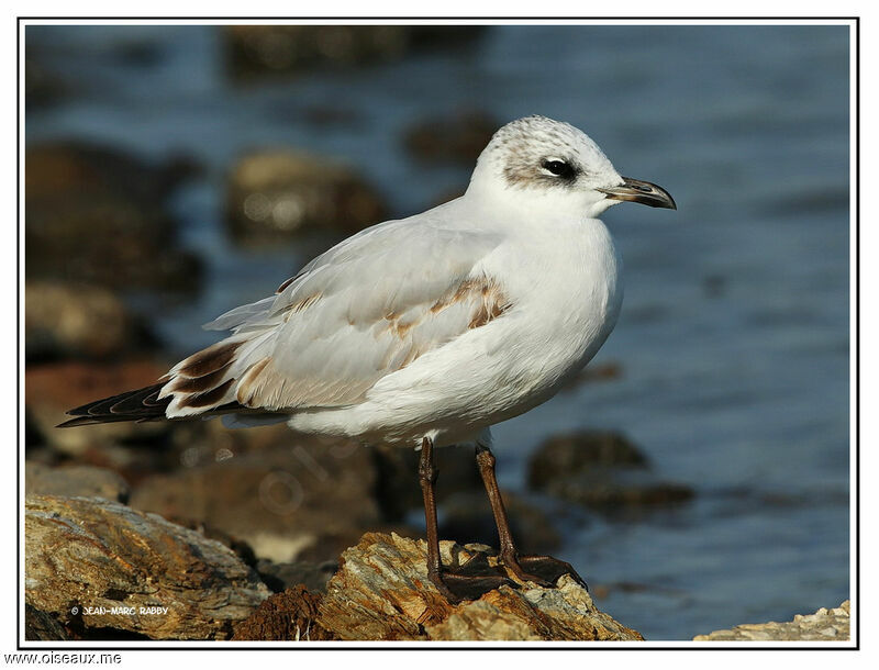 Mouette mélanocéphale1ère année, identification