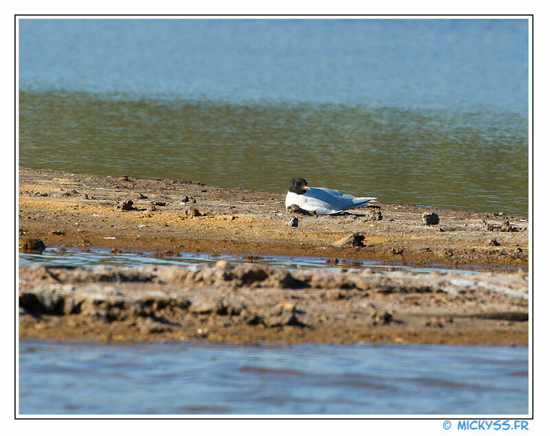 Little Gulladult breeding, identification