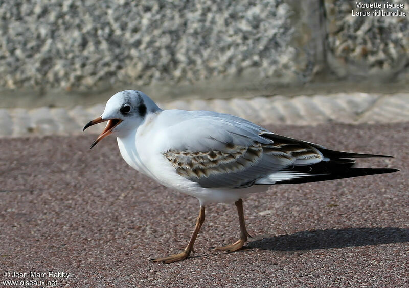 Mouette rieusejuvénile, identification