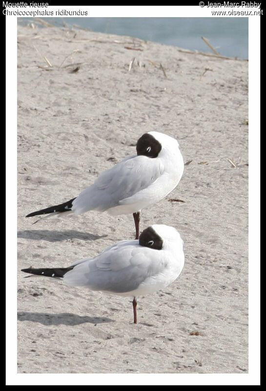 Mouette rieuse, identification