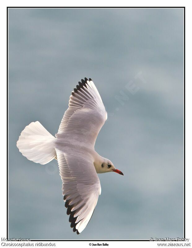 Black-headed Gull, Flight