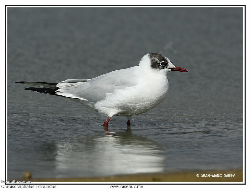 Mouette rieuse, identification