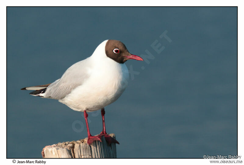 Mouette rieuse, identification