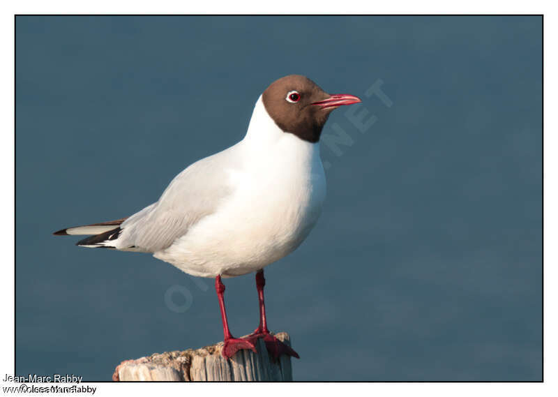 Mouette rieuseadulte nuptial, identification