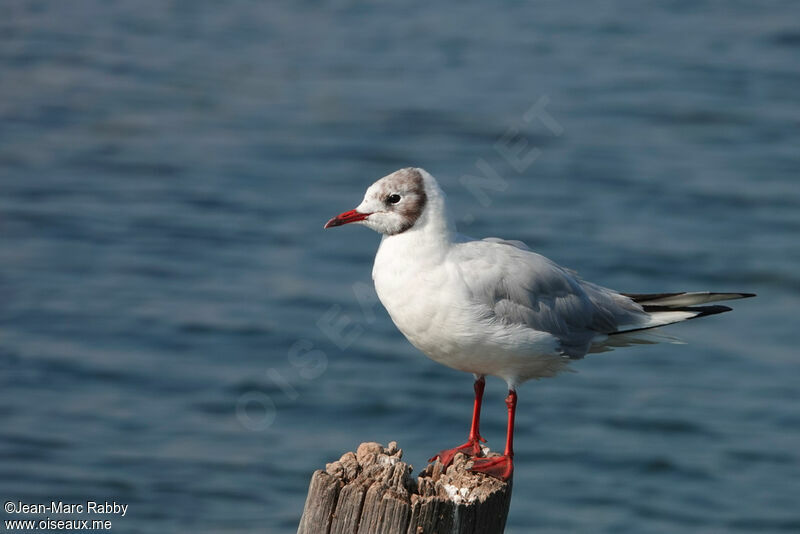 Mouette rieuse