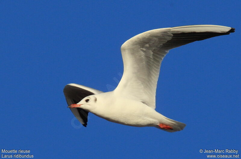 Mouette rieuse