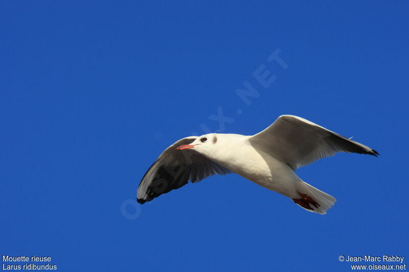 Black-headed Gull