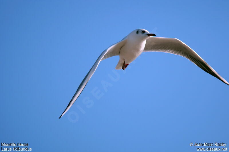 Black-headed Gull