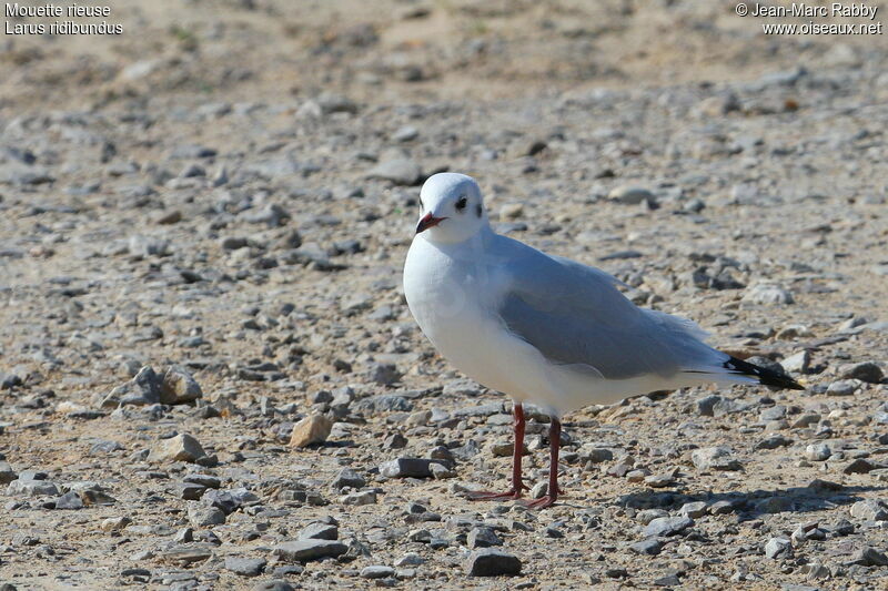 Black-headed Gull, identification