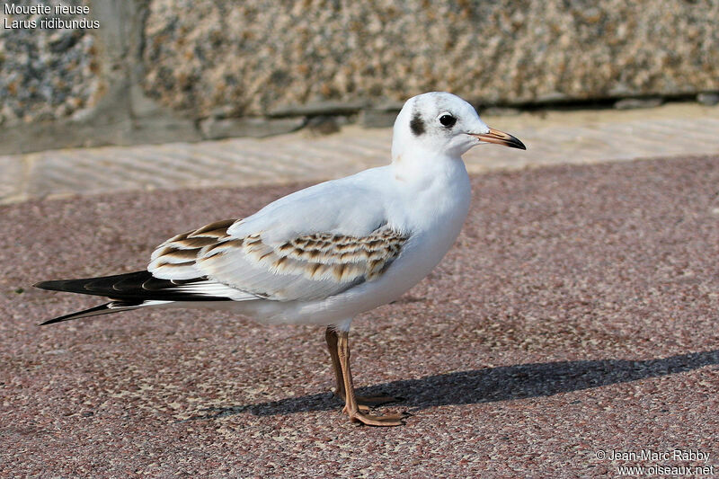 Mouette rieusejuvénile, identification