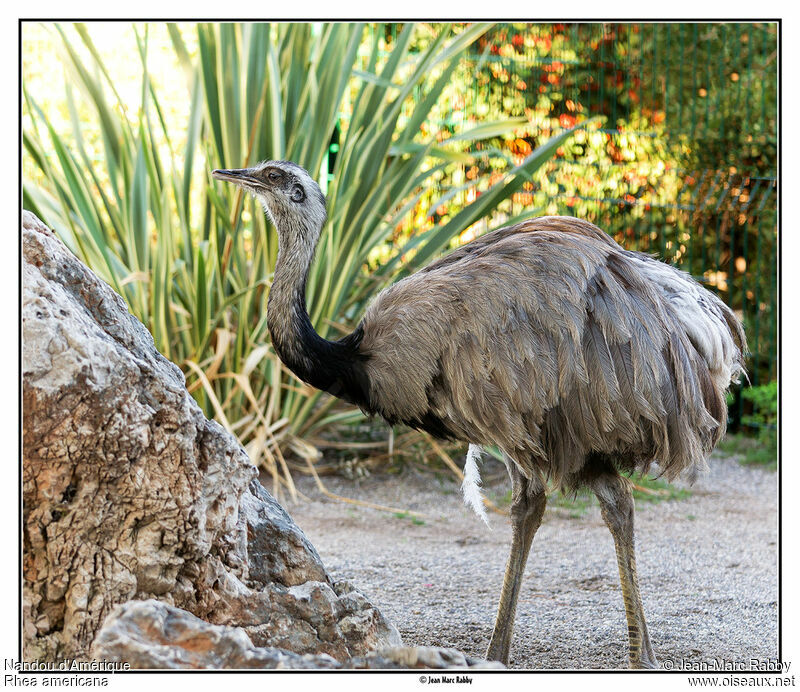 Greater Rhea, identification