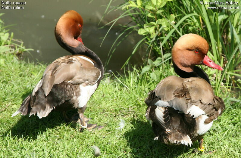 Red-crested Pochard male, identification