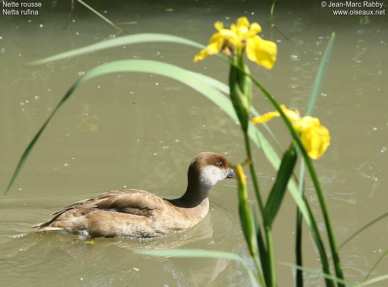 Nette rousse femelle, identification