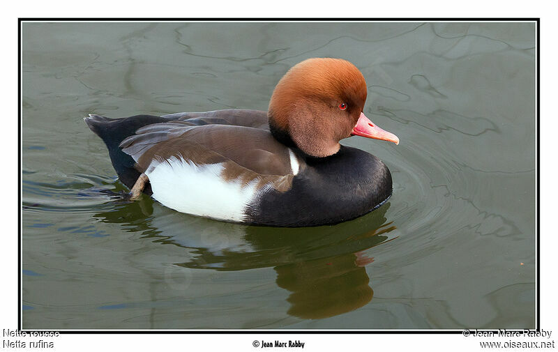 Nette rousse, identification