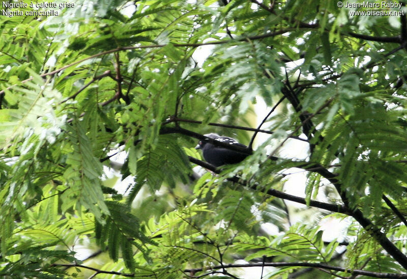 Grey-headed Nigrita